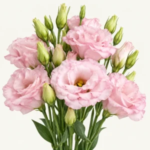 Eustoma Lisane Pink