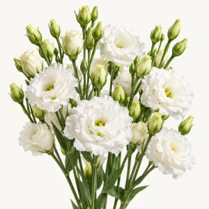Eustoma Puur White