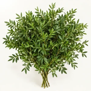 Pistacja