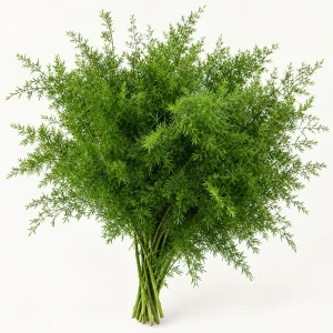 Asparagus Cwebe