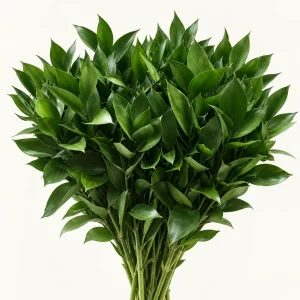 Ruscus