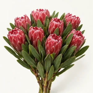 Protea