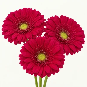 Gerbera Vivan