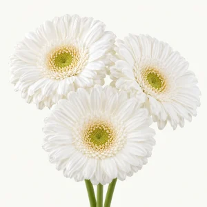 Gerbera Lobby