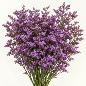 Limonium Sky