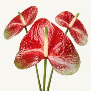 Anthurium Red Amor