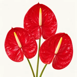 Anthurium Rambla