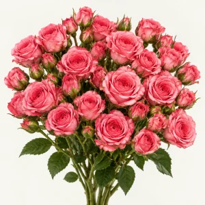 Róza Gałazkowa Pink Boom